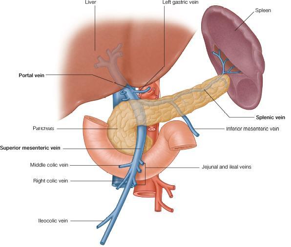 بسم هللا الرحمن الرحيم **As we remember from the last lecture: The arterial supply which comes from the single branches of the aorta drains in the portal vein (venous drainage of the gut = portal