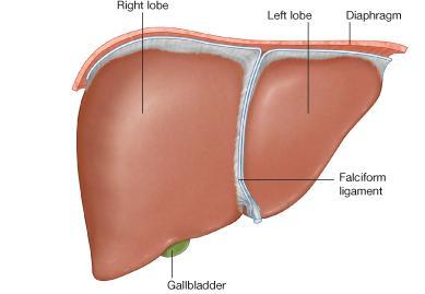 2 nd. the site of the liver: it is located in the first row of the abdominal nine regions (right hypochondrium, epigastric and a part of the left hypochondrium). 3 rd.