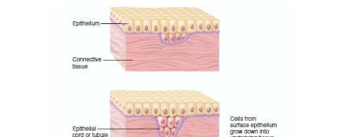 Development of the glands Most glands are formed during development by proliferation of epithelial cells so that they project into the