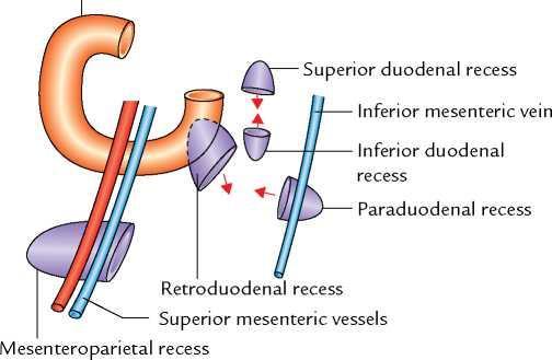 Duodenal Recesses 1. The superior duodenal recess 2. The inferior duodenal recess 3. The paraduodenal recess 4. The duodenojejunal recess Cecal recesses 1. The superior ileocecal recess 2.