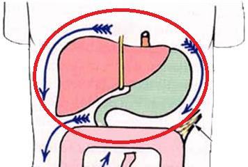 compartments: divided into Subphrenic space: it is located under the diaphragm, Divided by the attachment of Falciform ligament into: 1. Right subphrenic space: it is opened 2.