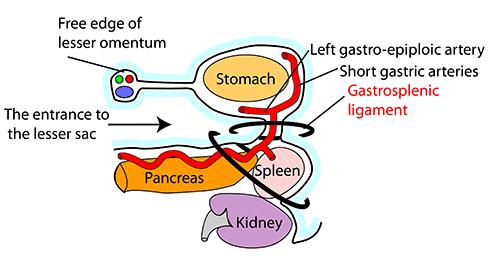 Ligaments of spleen - Gastrosplenic ligament We said that the spleen is the lateral boundary of the lesser sac, this ligament Connects the fundus of stomach to hilum of spleen.