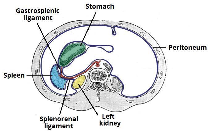 This ligament is important in surgeries (splenectomy).