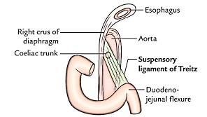 The suspensory ligament of duodenum It is also called ligament of Treitz, it is placed at the junction between jejunum and last inch of duodenum, it ascends upward and to the right because it is