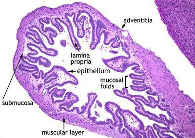 Histology of gall bladder The gall bladder is a simple muscular sac, lined by a simple columnar epithelium. The inner surface of the gall bladder is covered by the mucosa.