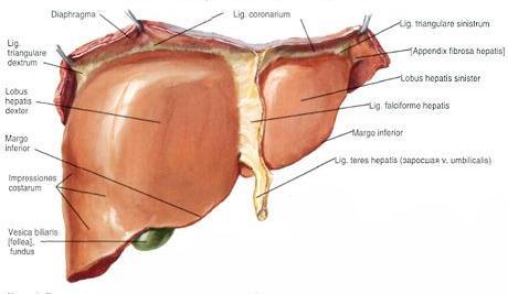 Anatomy of the liver **Has a wedge shape and directed downwards & backwards & left **Largest organ in the body, weights 1.