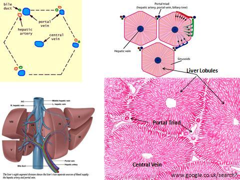 Histology of the liver The liver is divided into thousands of small units called lobules by thin layer of connective.tissue.