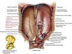 Internal surface of the anterolateral abdominal wall The depression lateral to the