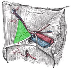 Hesselbach s triangles The inguinal triangle/ Hesselbach s triangle is a triangular fossa of the abdominal wall.