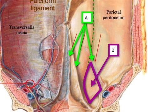 Internal surface of the anterolateral abdominal wall The internal ( posterior ) surface of the anterolateral