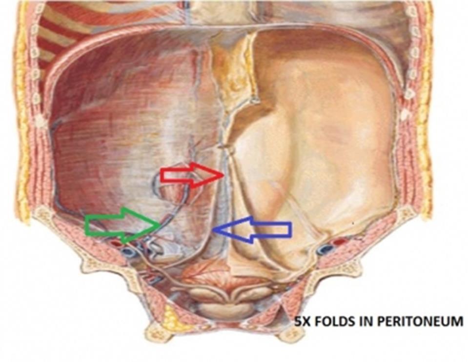 Internal surface of the anterolateral abdominal wall The internal surface of the anterolateral wall present two parts: Infra umbilical part and Supra umbilical part.