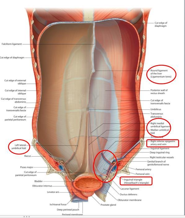 Internal surface of anterior abdominal wall SUPRA UMBILICAL PART: The supraumbilical part of the internal surface of the anterior abdominal wall has a sagittally oriented peritoneal reflection.