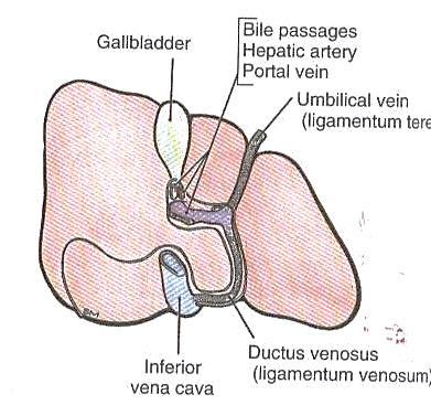 Rt & Lt Lobe The lateral segment is separated from the medial segments by: On visceral surface: 1.