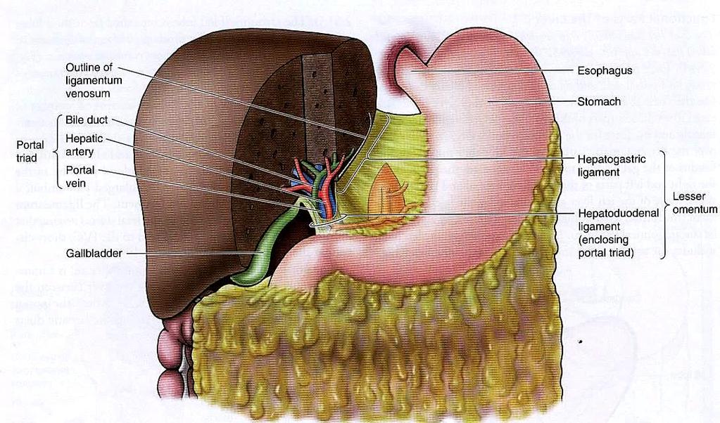 Peritoneal relations of the Liver The Lesser omentum Encloses the portal triad (bile duct, hepatic artery and portal vein ) Passes from the
