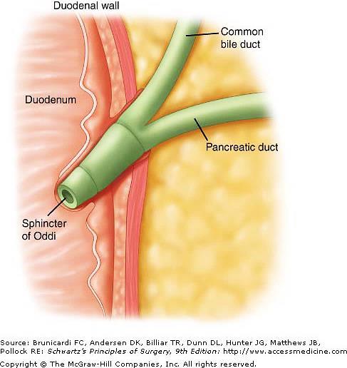 The common bile duct enters the second portion of the