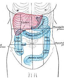 Surface Anatomy Location Shape Weight Role of