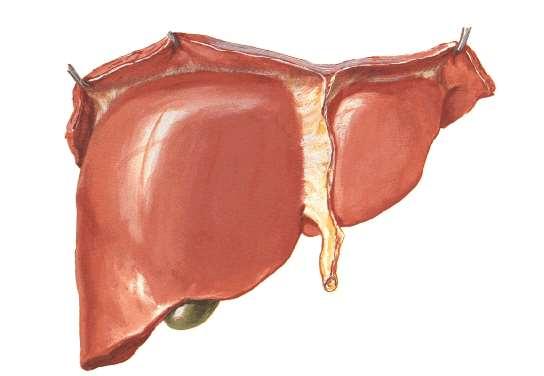 Peritoneal covering & ligaments of liver