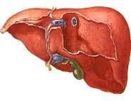 Lymph drainage of liver