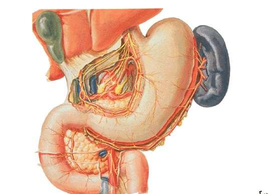 Nerve supply of the liver