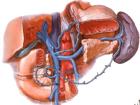 Cystic vein Tributaries of portal vein Rt. & Lt. gastric veins a- Short gastric veins Jejunal Inf. Ileal Rt.