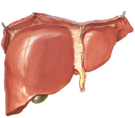Lobes of the Liver
