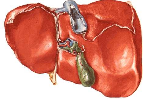 Bare Area of the Liver Omental Tuberosity Right Kidney