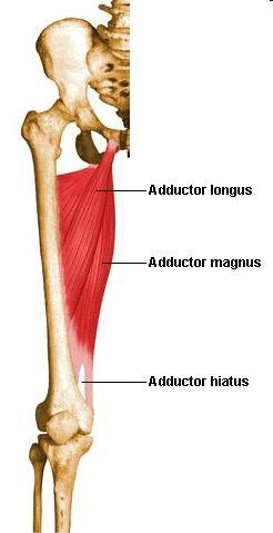 12. Adductor longus tendon A. Tenderness in tendon, especially at pelvic origin B. Pain with resisted adduction 13.