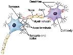The action potential works its way down the axon much like a fire works down a fuse. A cell can fire once then returns to resting potential.