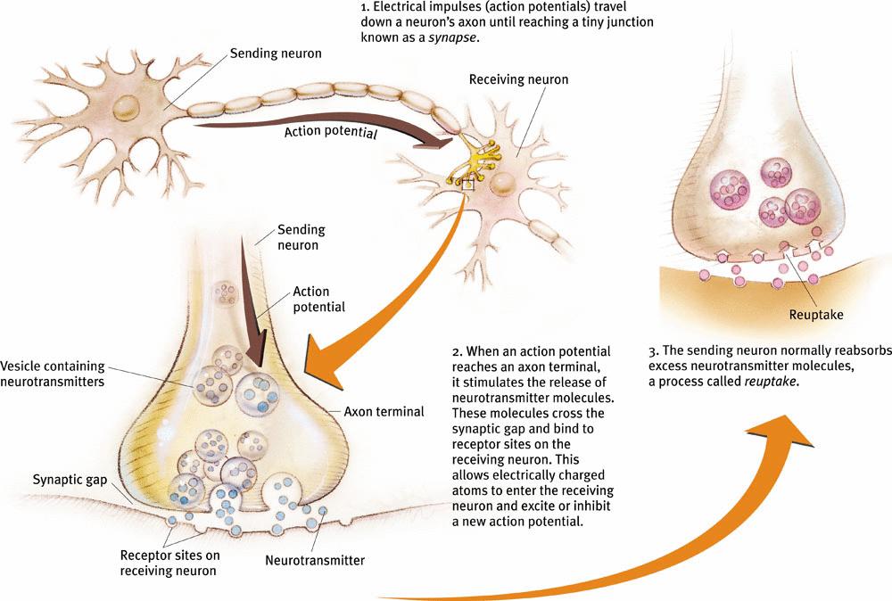 Presynaptic membrane: The terminal endings of the axon of a target neuron.