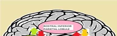 International Journal of Psychological and Brain Sciences 2016; 1(3): 40-44 42 parietal lobule, the lower portion of the precentral gyrus and posterior of the inferior frontal gyrus (Rizzolatti &