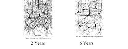 between 1-1/2 years through 3 or 4 years old Neuroscience is telling us