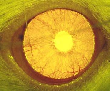 Episcleral vein cauterization glaucoma model in rats Assess IOP changes following unilateral laser cauterization of