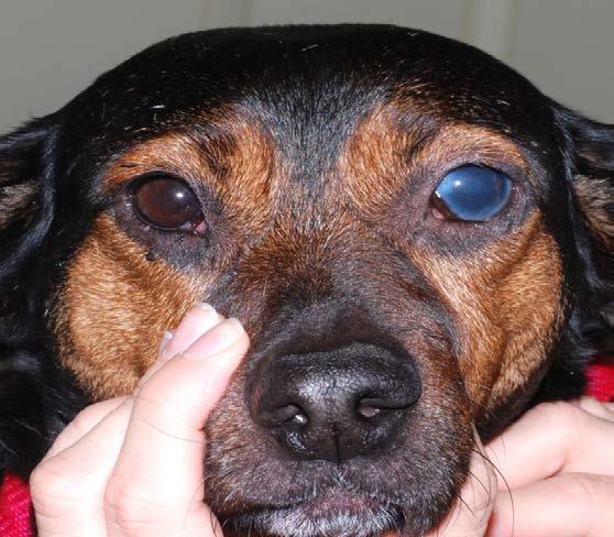Normal Eye IOP Reduction in Dogs Beagle Dogs No