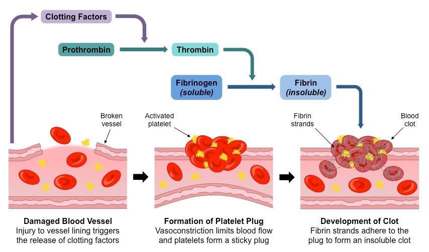 then destroyed by ingested by phagocytes) o Platelets: blood clotting reduces blood loss and keeps pathogens out Fibrinogen (inactive) turns to fibrin (activated) and form a