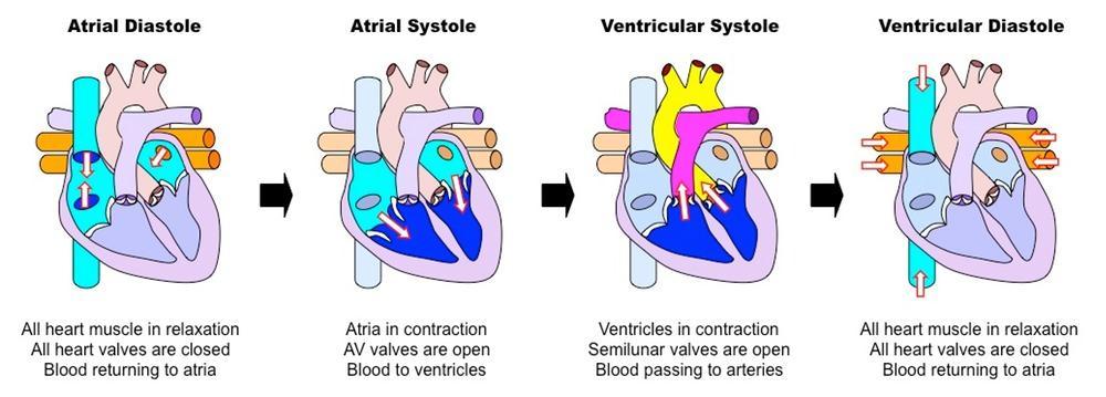 Structure Vena cava Right atrium Right ventricle Pulmonary artery Septum Pulmonary vein Left atrium Left ventricle Aorta Tricuspid and bicuspid valves (atrio-ventricular valves) Pulmonary and aortic