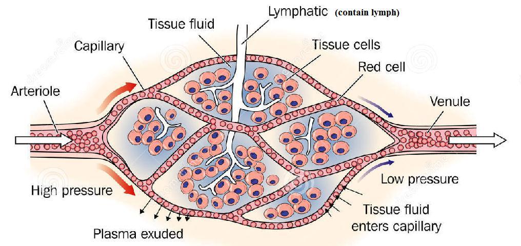 o Useful substances (glucose, amino acids, oxygen) move out of plasma of capillaries into tissue fluid (fluid in between cells in tissues) o Cells need oxygen and nutrients, and produce waste