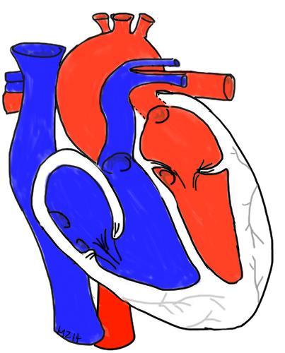 1 6 7 7 Color and label your heart diagram following the path provided here 2 1 12 5 3 4 12 11 8 9 6 10 As