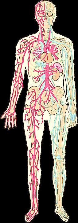 b. Blood Vessels carry blood to every cell 1.