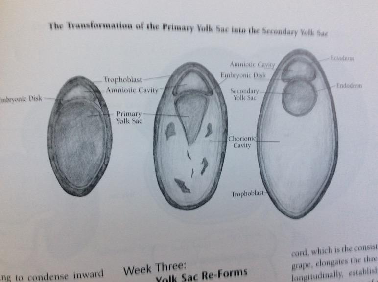Embryologic