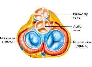 an atrium Semilunar valves (SV) separate he ventricles from the