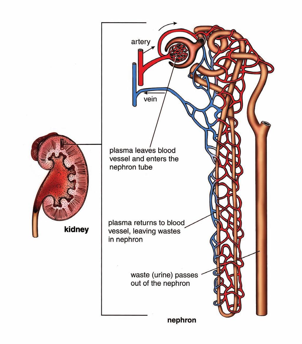 Nephron artery vein fluid leaves blood vessel and enters the nephron tube kidney fluid returns to
