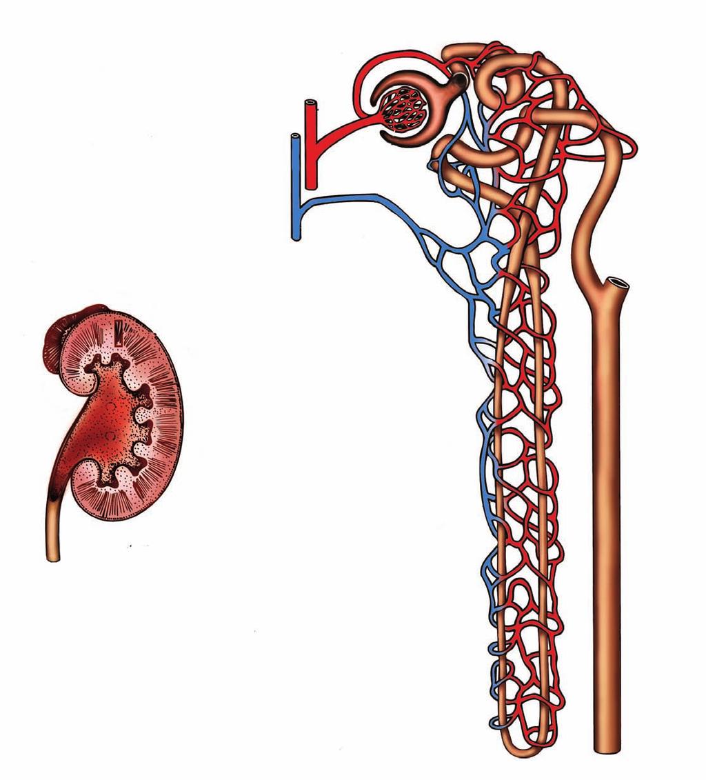 Nephron kidney