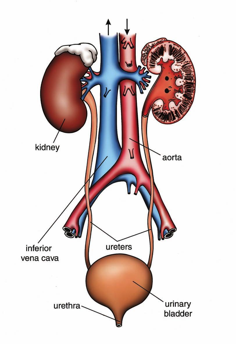 Human Excretory System blood flow kidney aorta inferior