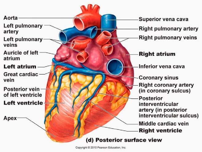 Kai McAlister Biotechnological Engineering 12-01-15 Heart Dissection Lab Write-Up Perhaps the most archetypal organ in the human body, the heart is indubitably the most popular muscle in the human