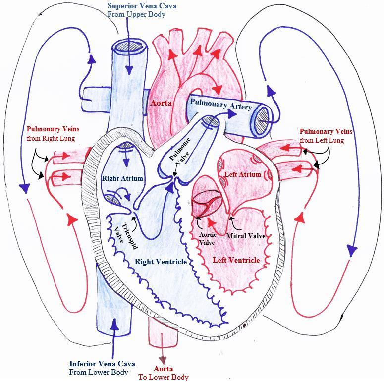 Function of the Heart: The heart is muscular organ that sits centrally in the thorax region of the body, but is skewed and twisted to the left.