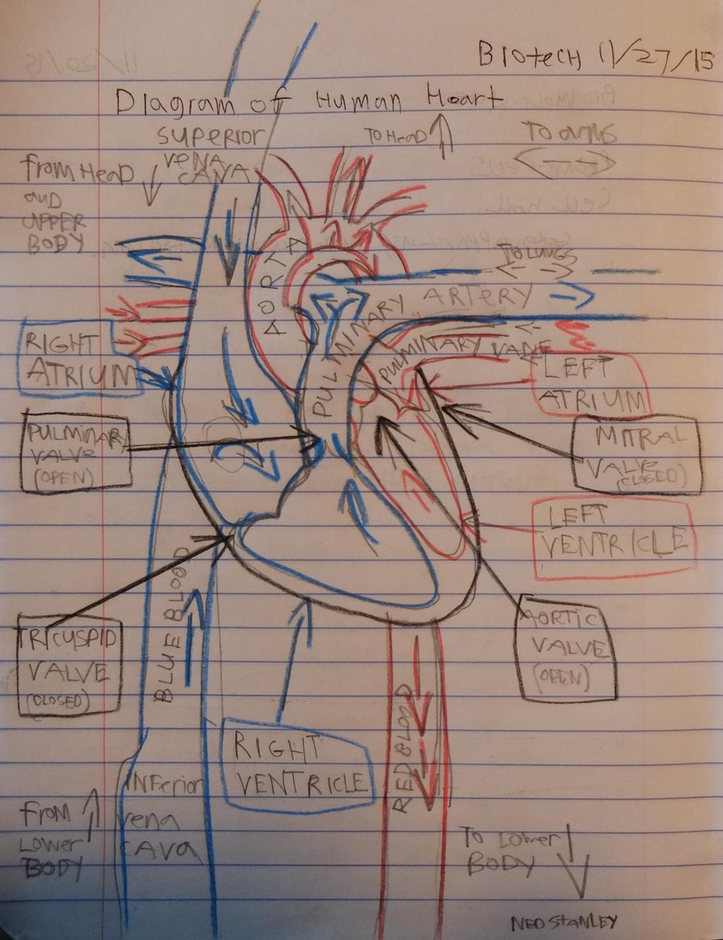 Dissection of a Heart The human heart is divided into four chambers: Right Atrium, Right Ventricle, Left Atrium, and Left Ventricle.