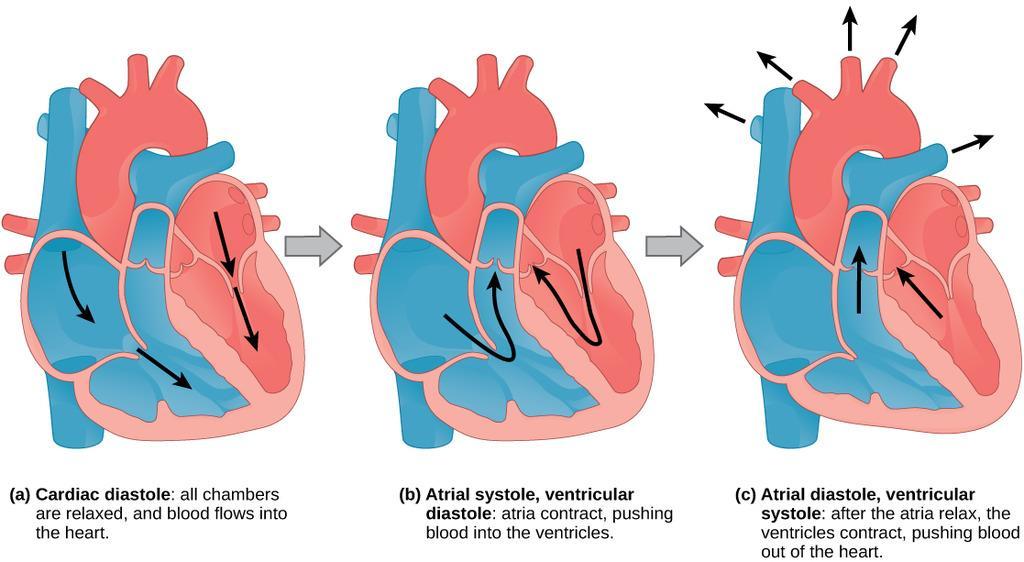 Cardiac Cycle: The heart combines two separate pumps within a single organ: one for deoxygenated blood (right), and the other for oxygenated blood (left).