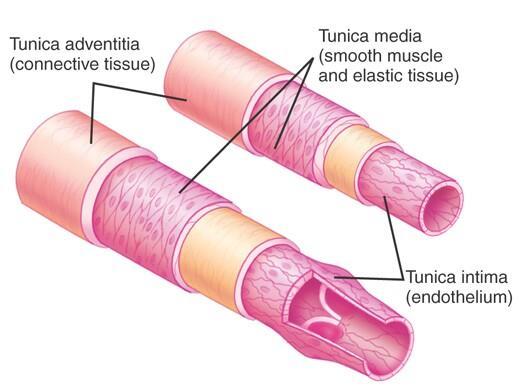 STRUCTURE OF BLOOD VESSELS Tunica adventitia - outermost layer Fibrous connective tissue Holds vessels open; prevents tearing of vessels walls during body movements Larger in veins than arteries