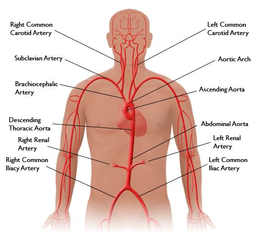 TYPES OF BLOOD VESSELS Artery carries oxygenated blood away from the heart Arteriole =