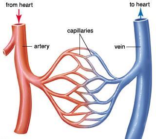 TYPES OF BLOOD VESSELS Capillaries Primary exchange vessels Transport materials to and from the cells Speed of